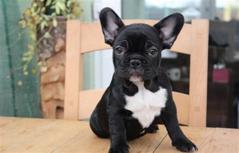 prada french bulldog|Dog for adoption .